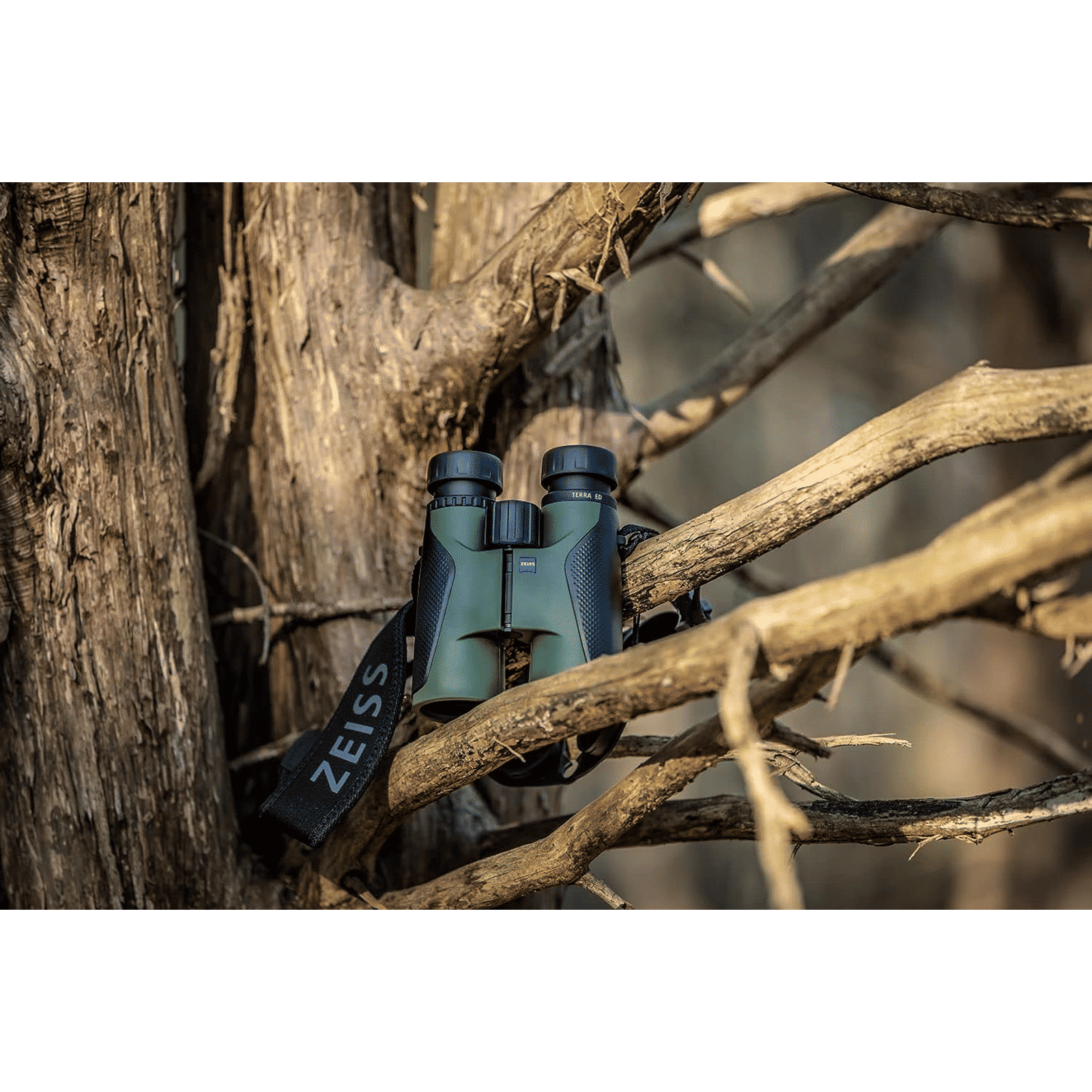 ZEISS Terra ED 10x 42mm Roof Prism Optical Binoculars (Hydrophobic Multicoating, 524204-9908-000, Black and Green)_3