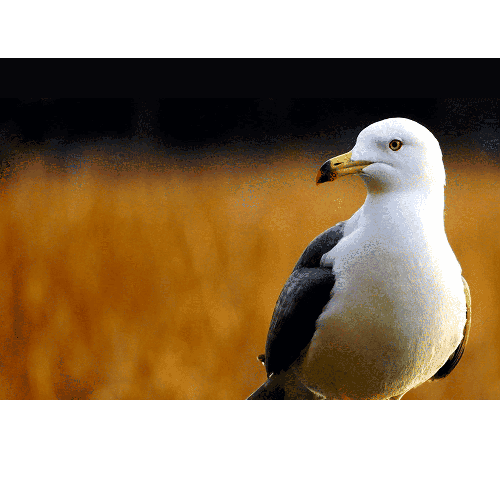 SONY 55-210mm f/4.5 - 6.3 Telephoto Zoom Lens for SONY E Mount (Optical SteadyShot Image Stabilisation)_4