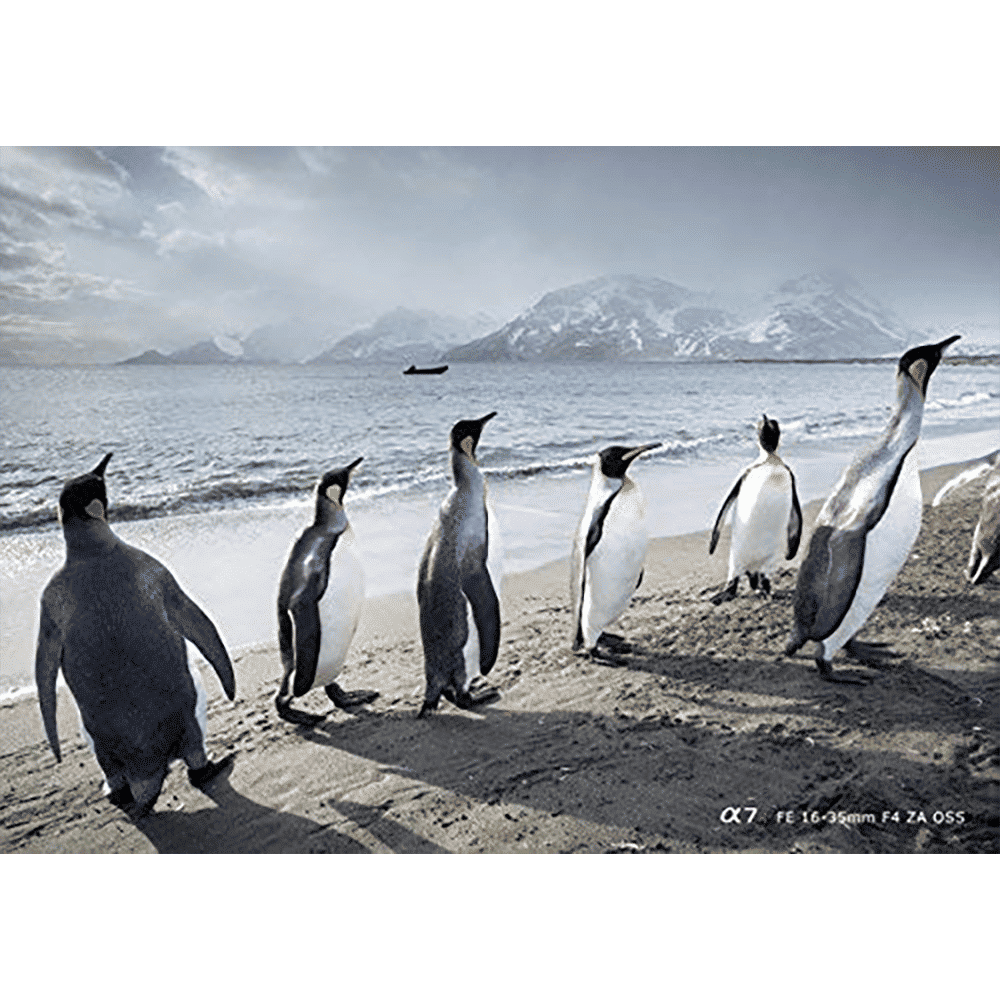 SONY 16-35mm f/4 - f/22 Wide-Angle Zoom Lens for SONY E Mount (Dust & Moisture Resistant)_7