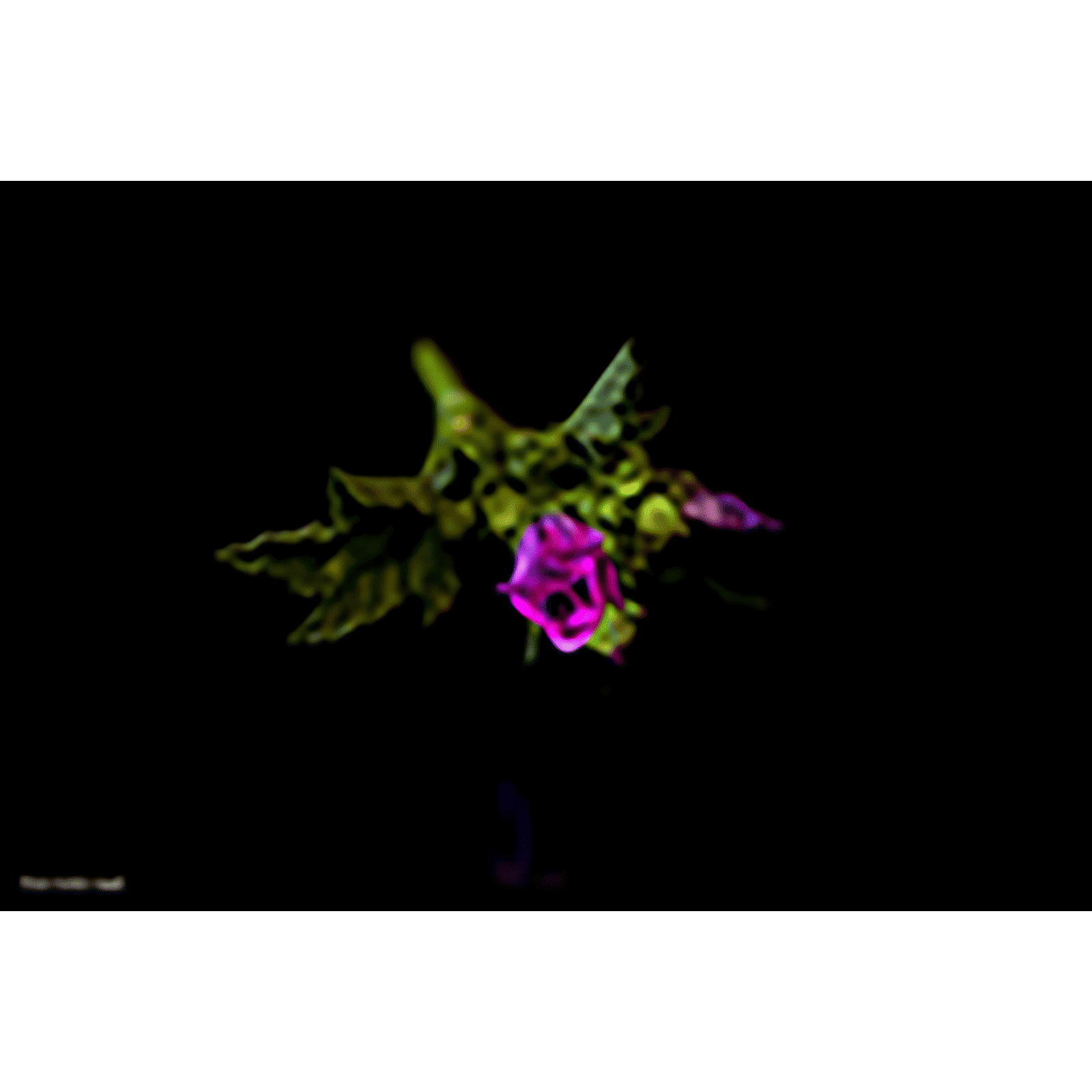 Tokina Atx-i 100mm f/32 - f/2.8 Macro Prime Lens for Canon EF Mount (One-touch Focus Clutch Mechanism)_7