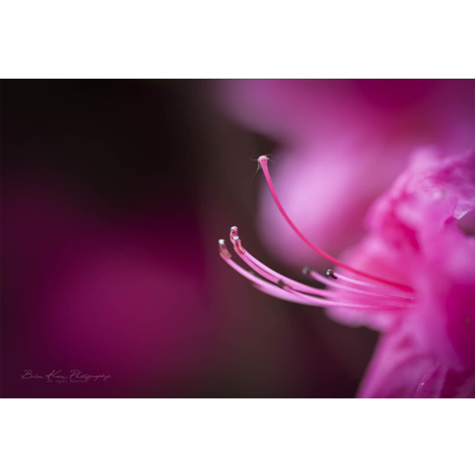 Tokina Atx-i 100mm f/32 - f/2.8 Macro Prime Lens for Canon EF Mount (One-touch Focus Clutch Mechanism)_8