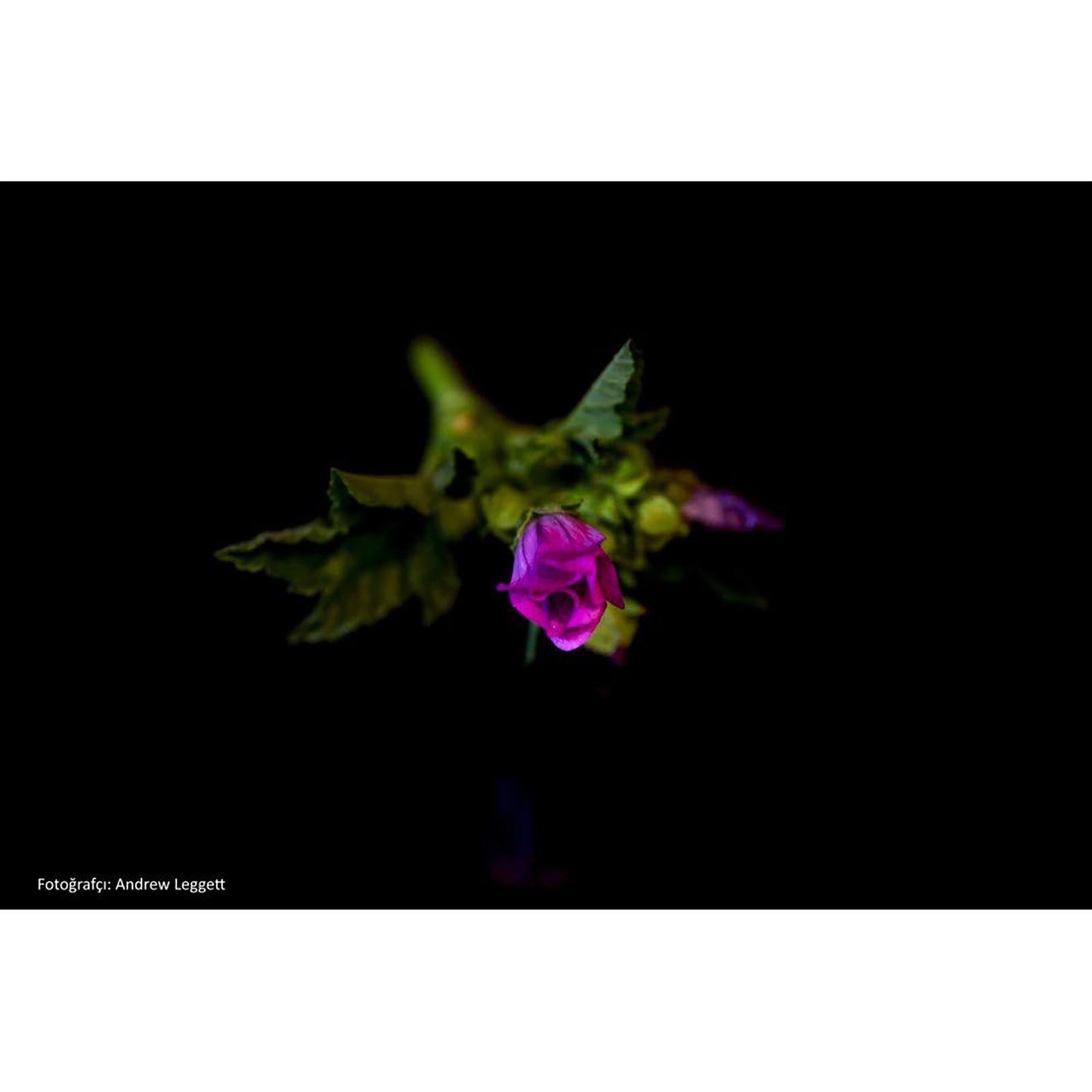 Tokina Atx-i 100mm f/32 - f/2.8 Macro Prime Lens for Canon EF Mount (One-touch Focus Clutch Mechanism)_10