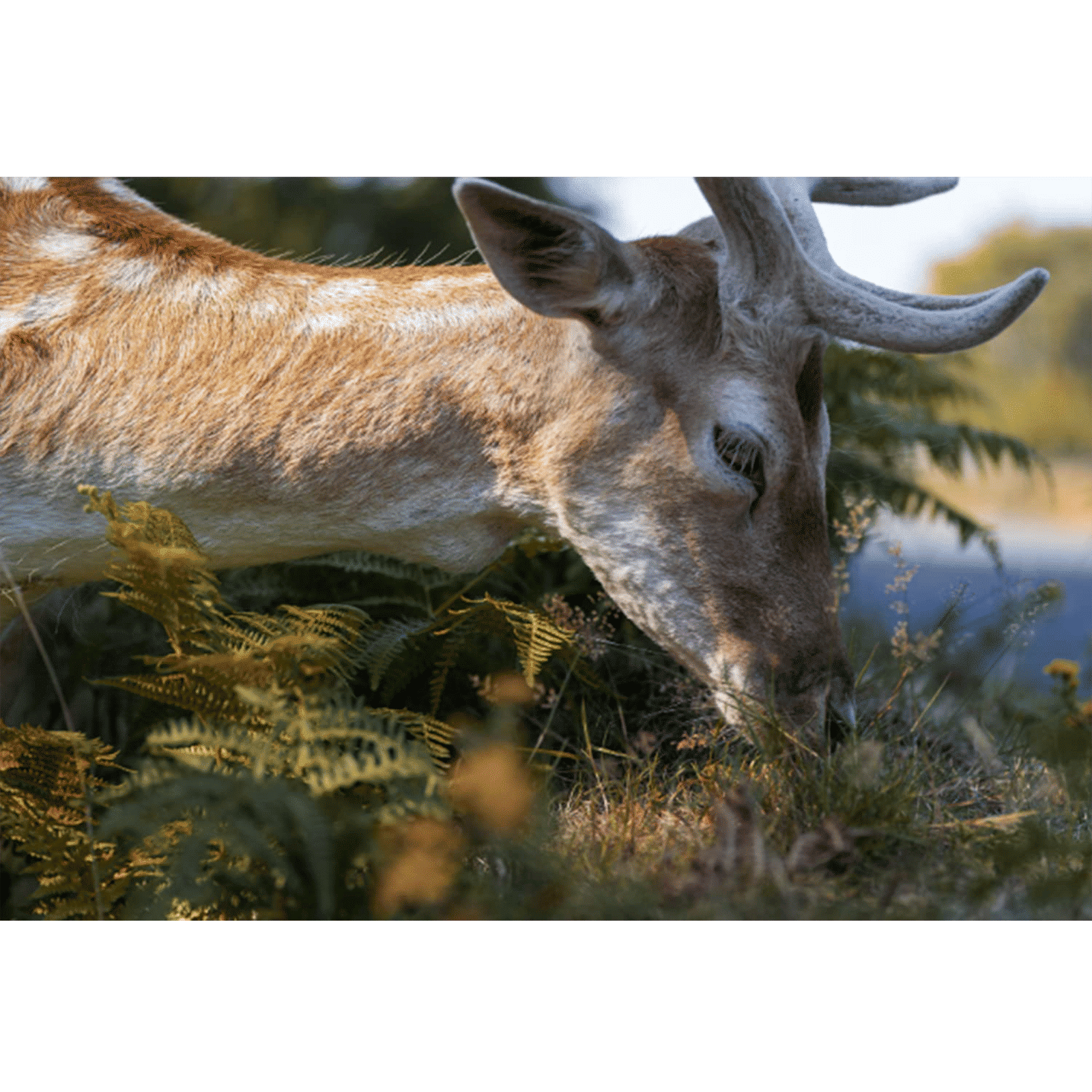 Tokina Atx-i 100mm f/32 - f/2.8 Macro Prime Lens for Canon EF Mount (One-touch Focus Clutch Mechanism)_4