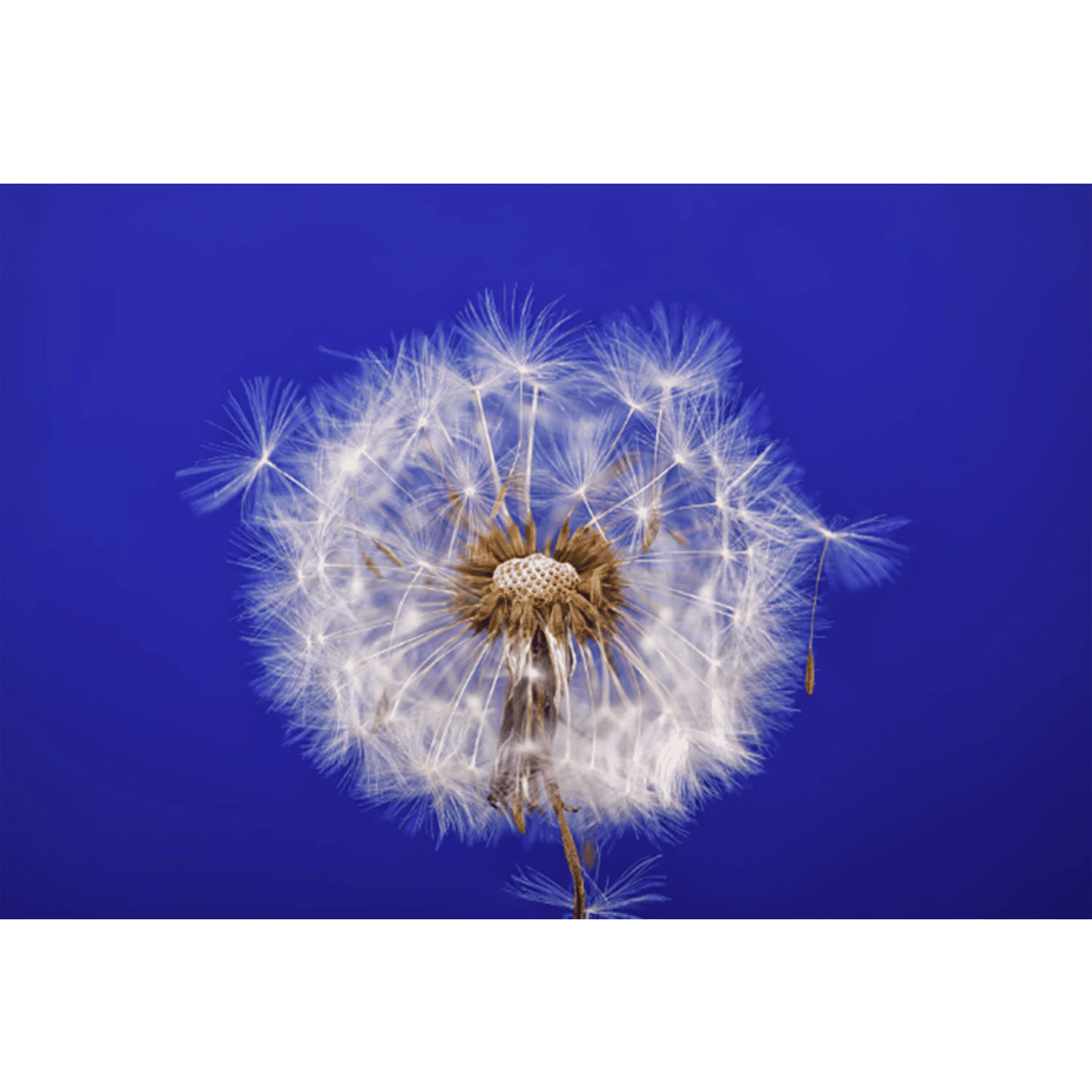 Tokina Atx-i 100mm f/2.8 - f/32 Telephoto Prime Lens for Nikon F Mount (One-touch Focus Clutch Mechanism)_4